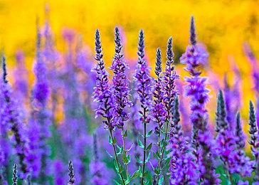 首届全球行业游戏奖公布提名者名单 《最后生还者2》获最多提名